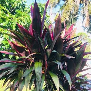 Meet your Posher, Lynette